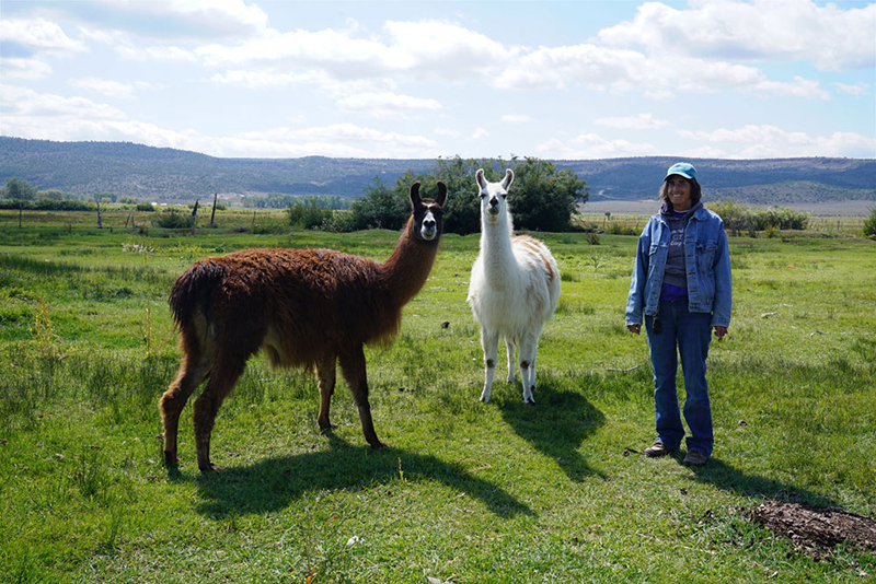 Connie Mamich Morrell with her llamas